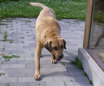 føderation Resignation Døde i verden De gode historier - www.happy-dog.dk